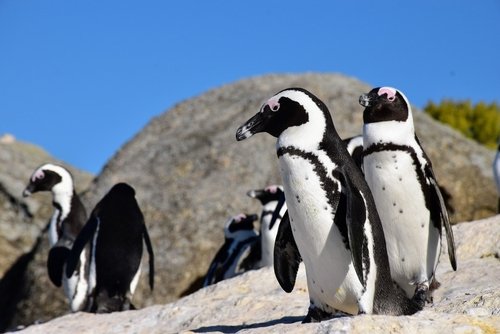 African Penguin