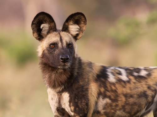 African Wild Dog