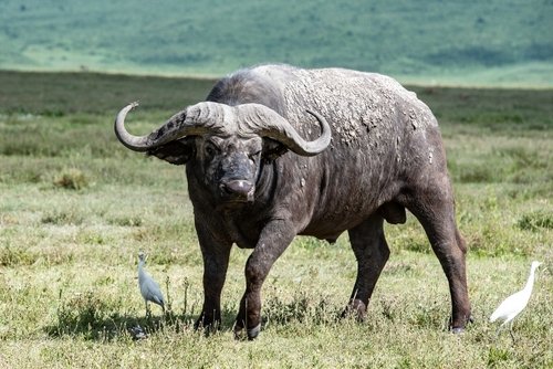 Buffalo