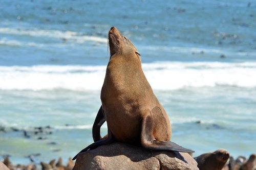 Cape Fur Seals