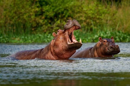 Hippopotamus