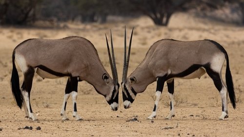 Oryx (Gemsbok)