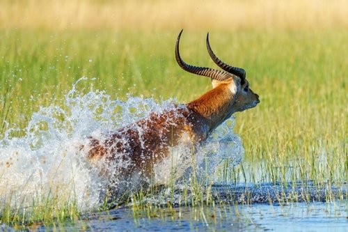 Red Lechwe