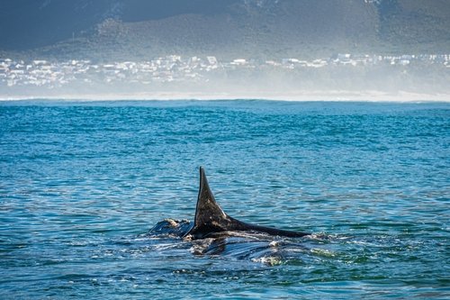 Whales,In,Hermanus,Bay,,South,Africa.,Mother,With,Baby.