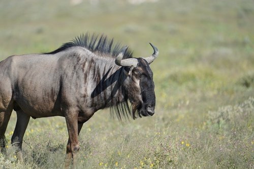 Wildebeest