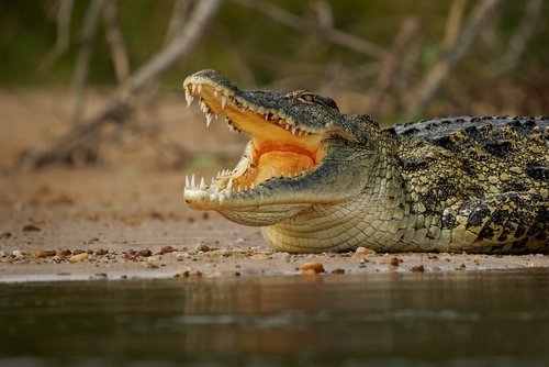 Crocodiles