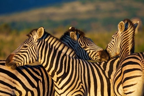 Zebra